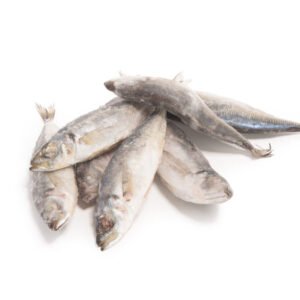 Big Horse Mackerel
