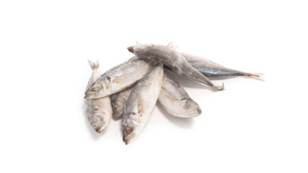 Big Horse Mackerel