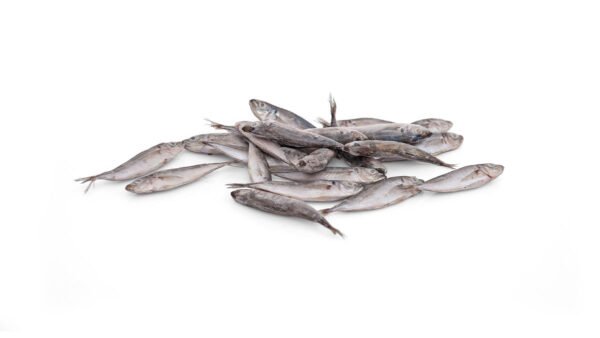 Small Horse Mackerel