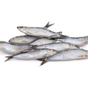 Frozen Sardine