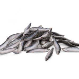 Frozen Small Sardine