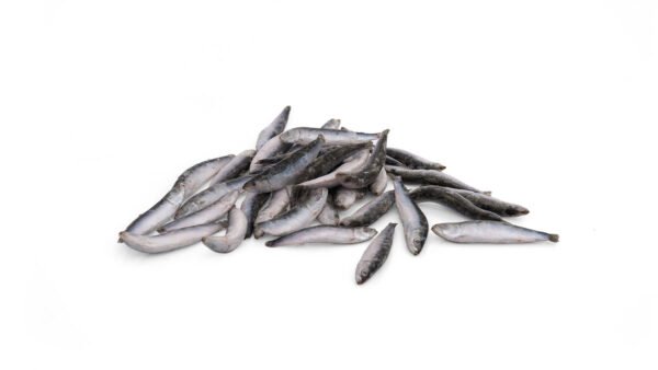 Frozen Small Sardine