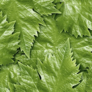IQF Vine Leaves
