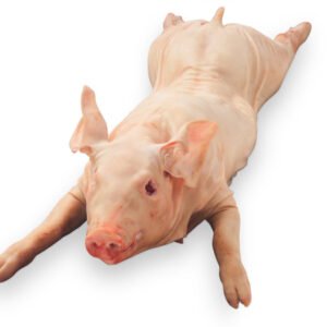 Frozen Piglet