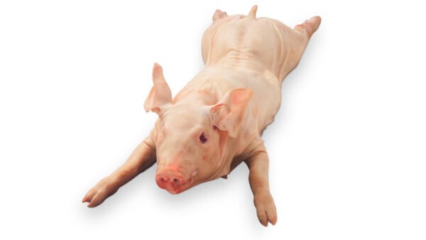 Frozen Piglet