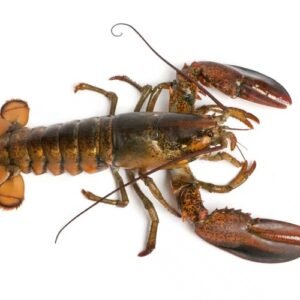 Whole Lobster