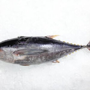 Whole Frozen Tuna