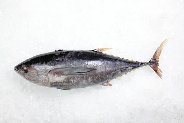 Whole Frozen Tuna